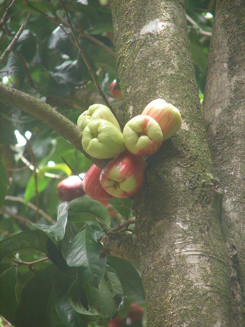Polynesian Produce Stand (3)RED Mountain Apple Fruit Tree Syzygium